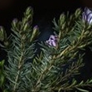 Экстракт розмарина